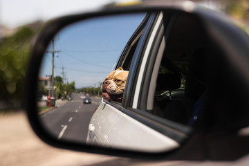 Happy Bulldog in the Car