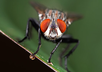 Macro Photo of Head of Housefly on Green Leaf