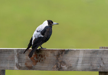 An Australian Magpie Perched on Fence