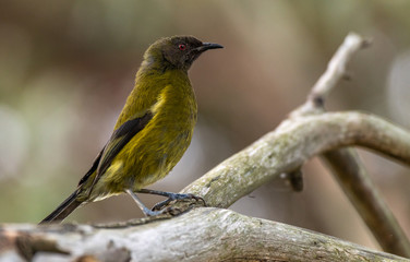 A Pretty Bellbird Perched on a Branch