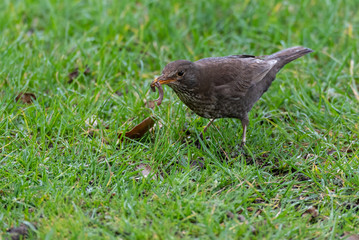 A Blackbird Catches a Worm for Breakfast