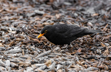 A Blackbird Foraging for Food