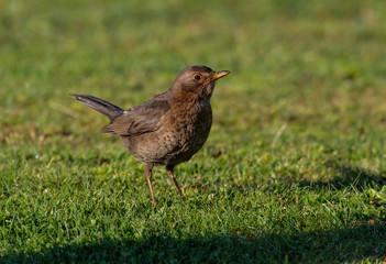 A Blackbird in Beautiful Morning Light Searches for Food