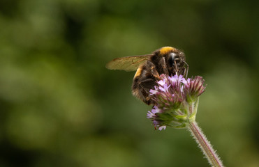 A Bumblebee on a Flower