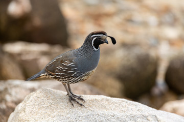 A Beautiful California Quail Closeup