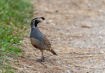 A Beautiful California Quail at the Edge of A Trail