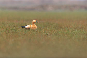 Brahminy duck or ruddy shelduck (Tadorna ferruginea)