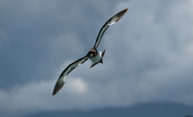 A Cape Petrel in Flight
