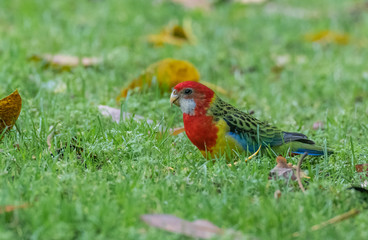 A Beautiful and Colorful Eastern Rosella Foraging for Food on the Ground