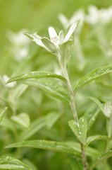 Obraz premium ウスユキソウ