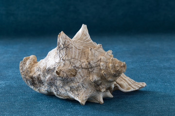 Old shell of a sea mollusk on a blue woven surface.