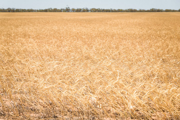 Australian gold whole grain wheat barley crop in rural outback farm fields. Abstract agricultural landscape