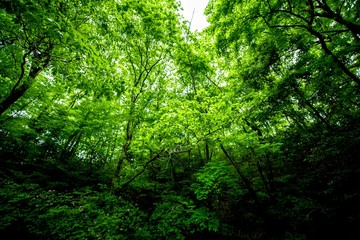Fototapeta na wymiar 森林の緑