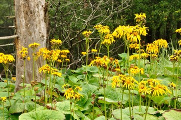 笠取山の高原 マルバダケブキの花畑