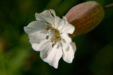 Sea Campion (Silene maritima), wild flower.