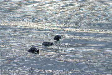 three young seals in the waters of puget sound