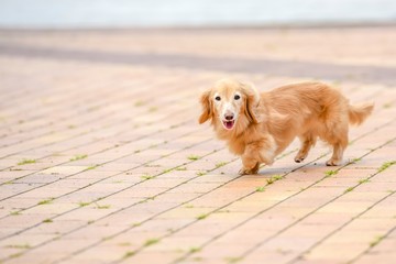 散歩する可愛い犬