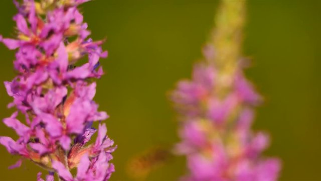 purple loosestrife (Lythrum salicaria)