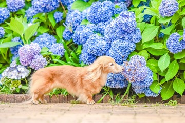 散歩する可愛い犬