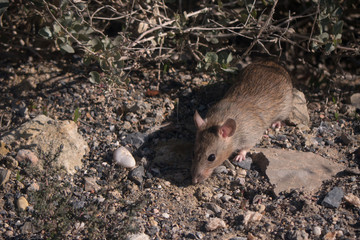 Brown rat searching the undergrowth for food.