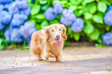 散歩する可愛い犬