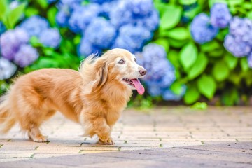 散歩する可愛い犬