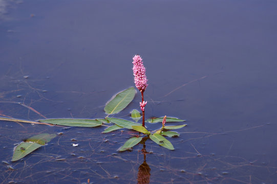 Amphibious Bistort (Polygonum amphibium) on calm water .
