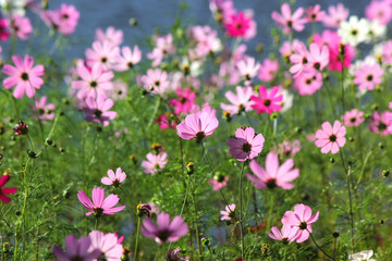 colorful genus zinnia or cosmos flower in the garden