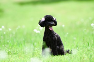 散歩する可愛い犬
