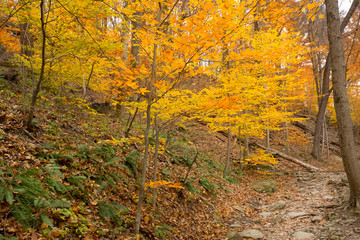Bright fall foliage in Cuyahoga Valley National Park in Ohio.