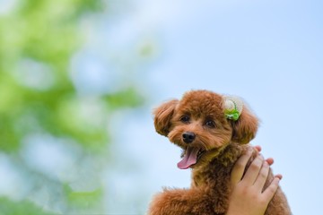 散歩する可愛い犬