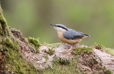 A pretty Nuthatch (Sitta europaea) perched on a large Oak tree branch.