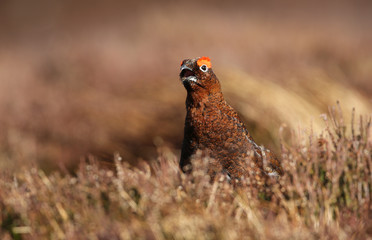 Naklejka na ściany i meble A calling Red Grouse (Lagopus lagopus) standing in the heather in the highlands of Scotland.