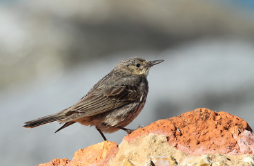 A pretty Rock Pipit (Anthus petrosus) perched on a rock.