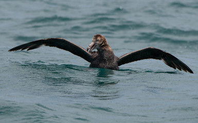 Fototapeta premium A Giant Northern Petrel Showing Off Its Impressive Wingspan 