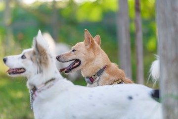 ドッグランで遊ぶ犬