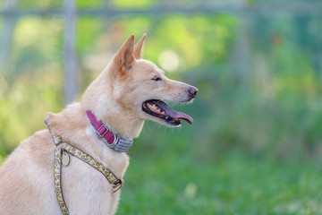 ドッグランで遊ぶ犬