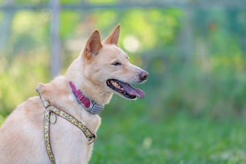 ドッグランで遊ぶ犬