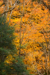 Bright fall foliage in Cuyahoga Valley National Park in Ohio.