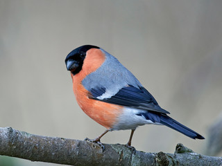 Eurasian bullfinch (Pyrrhula pyrrhula)