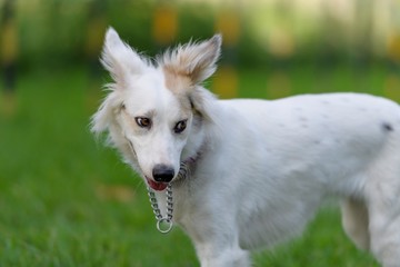 Obraz premium ドッグランで遊ぶ犬