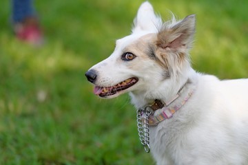 ドッグランで遊ぶ犬