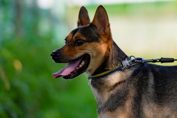 ドッグランで遊ぶ犬