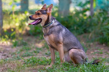 ドッグランで遊ぶ犬