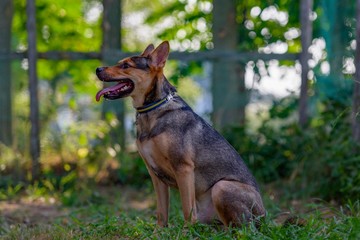 ドッグランで遊ぶ犬