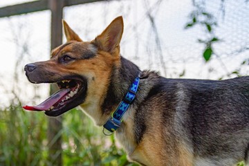 ドッグランで遊ぶ犬