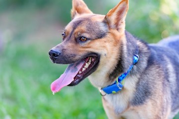 ドッグランで遊ぶ犬