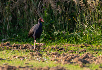 An Australasian Swamphen (Pukeko) in a Field in New Zealand