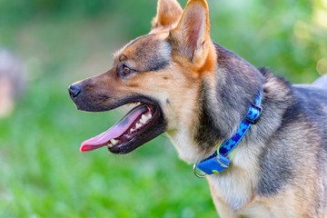 ドッグランで遊ぶ犬