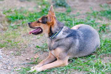 ドッグランで遊ぶ犬